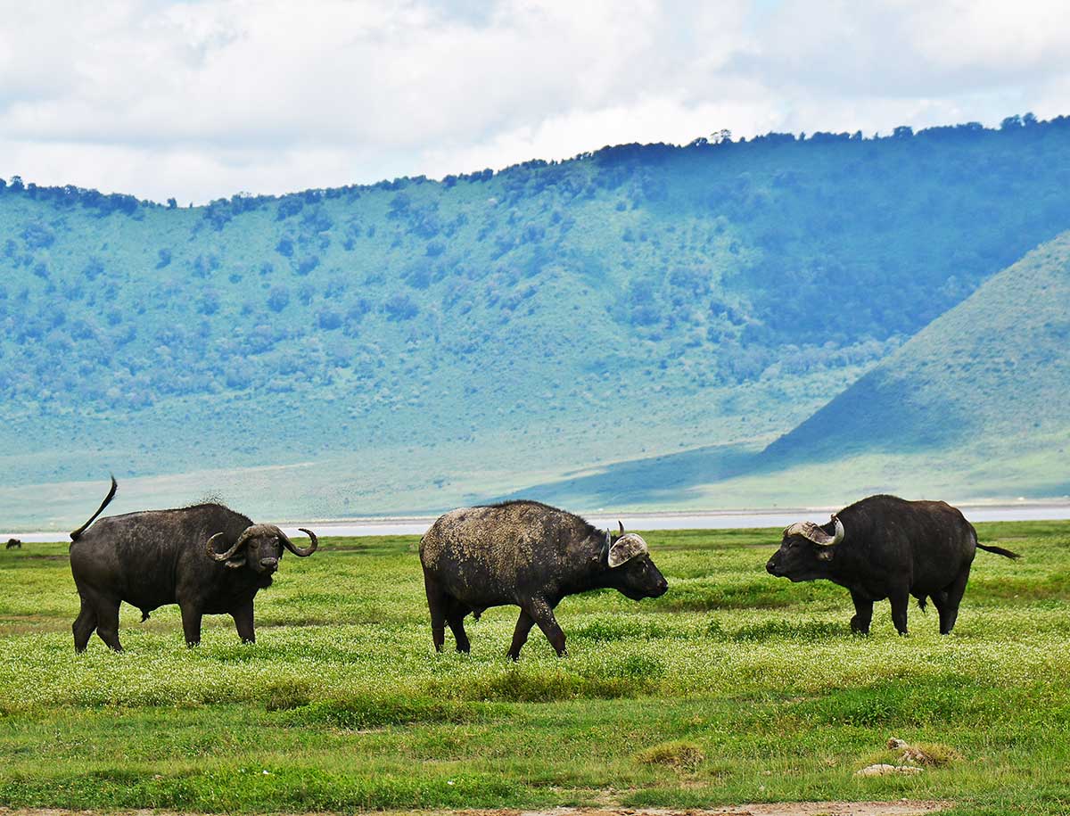 Buffalo in Ngorongoro National Park