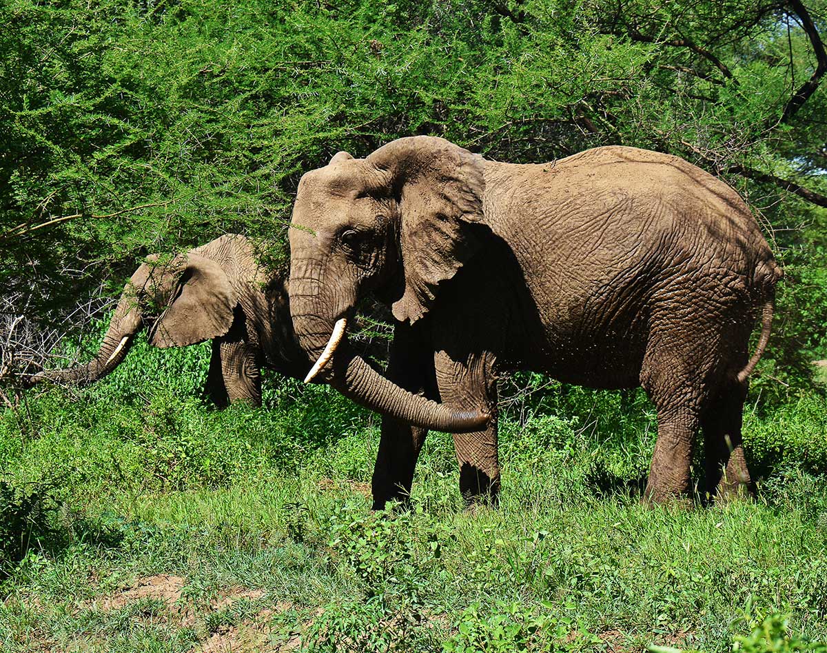 Elephant Heard in Tarangire