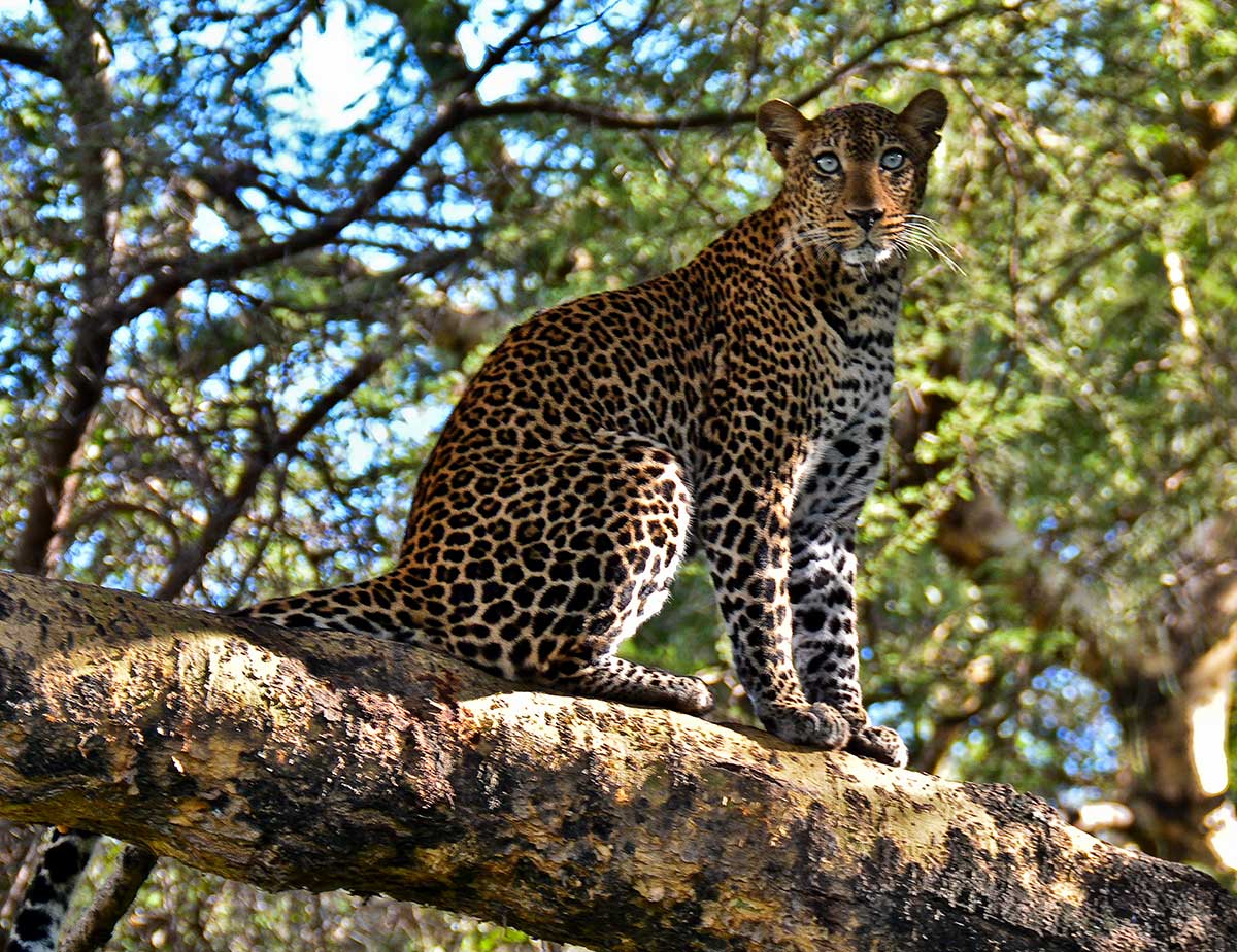 Leopard in Ngorongoro National Park