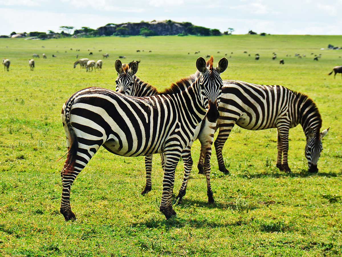 Zebras in Lake Manyara National Park